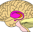 ¿Podemos saber ya cuándo un cerebro es un cerebro criminal?