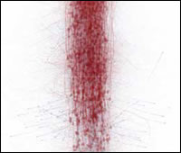 Una columna neuronal