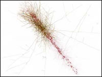 fragmento de un circuito neuronal