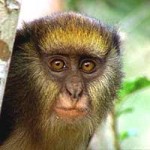Monos y sintaxis