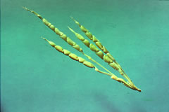 El antepasado del maíz