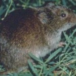 Microtus_pennsylvanicus